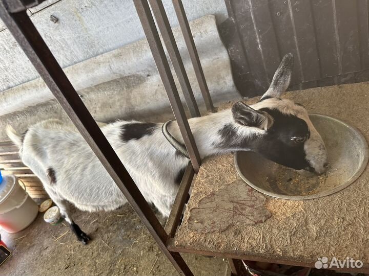 Козы и козлята