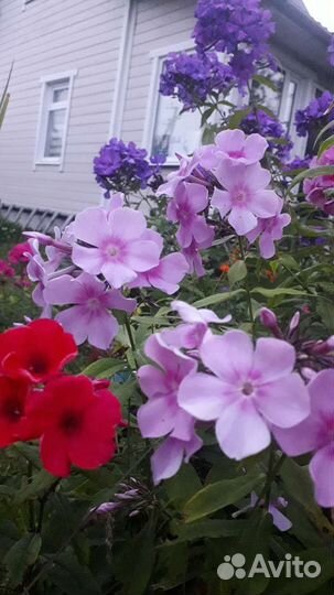 Флоксы сортовые многолетники