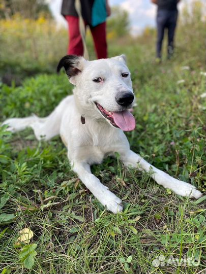 Айсберг, кобель
