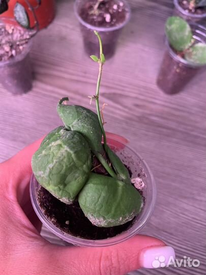 Хойи сортовые 1