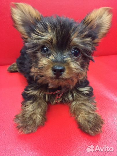 Вязка Йоркширский терьер