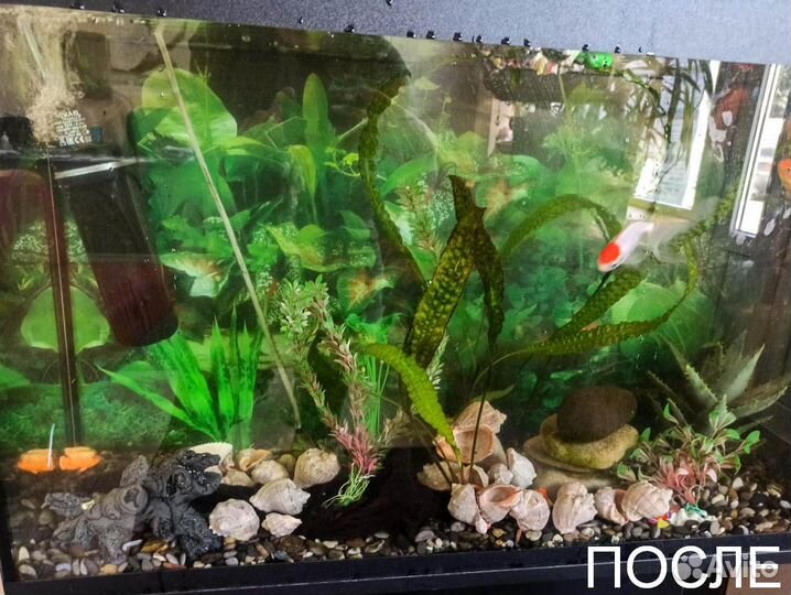 Обслуживание аквариумов