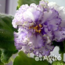 Фиалки, стрептокарпусы.ахименесы и др