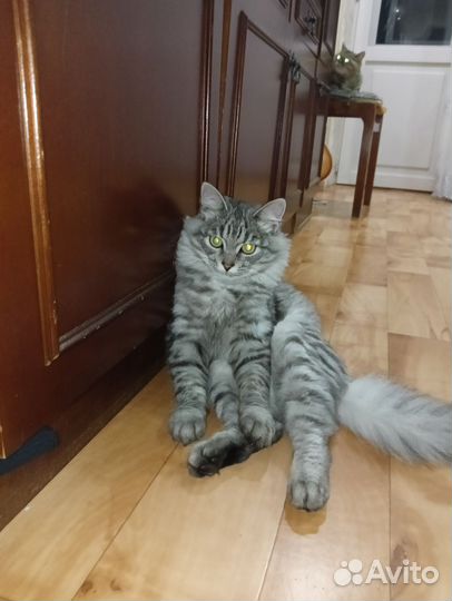 Отдам кота в добрые руки