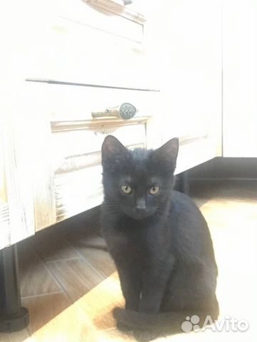 Черный котёнок в добрые руки объявление продам