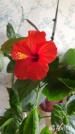 Комнатные растения цветы Гибискус