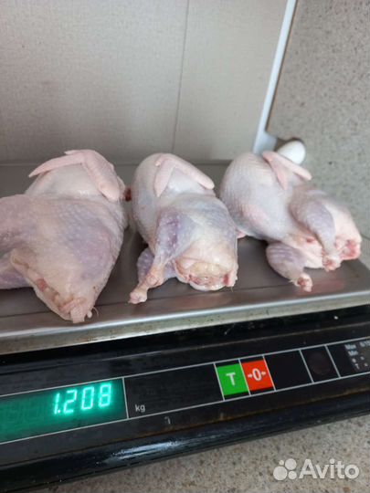 Мясо перепела