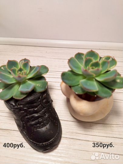 Комнатные растения цветы