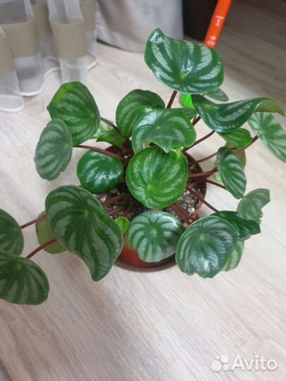 Пеперомия арбузная