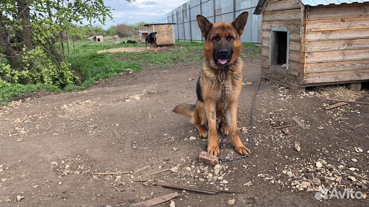 Немец Шерхан