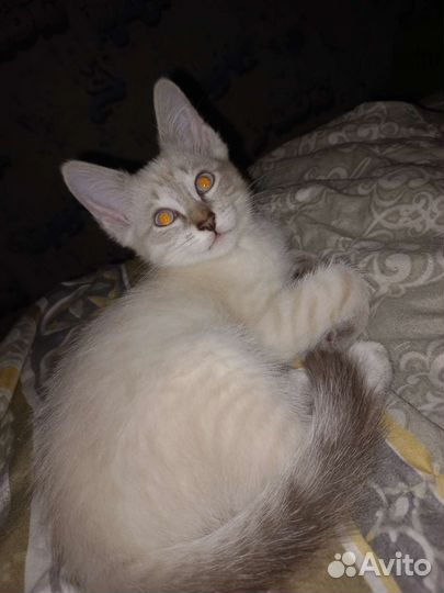 Тайские котята