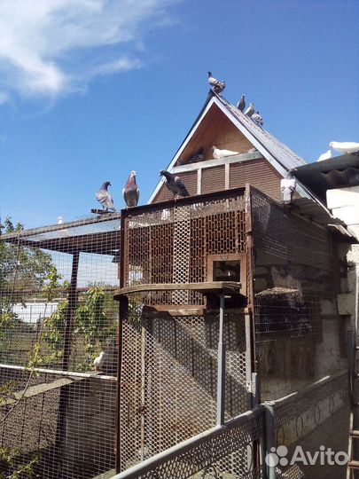 Голуби почтовые