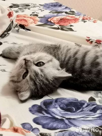 Отдам в хорошие руки