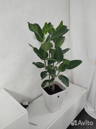 Фикус бенгальский Андрей