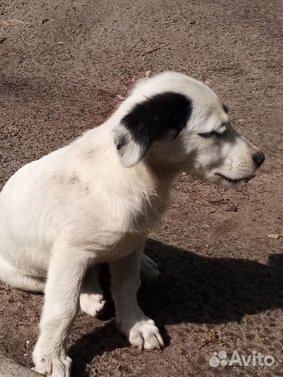 Щенок в добрые руки