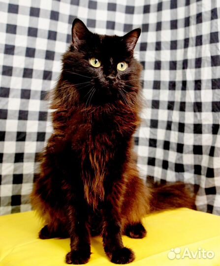 Замурчательная кошечка Ася грустит в приюте