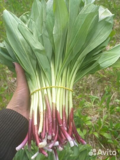 Черемша свежая