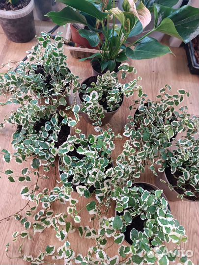 Фикус Пумила Уайт