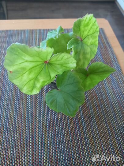 Бегония глуар де лоррен