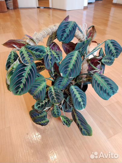 Маранта триколор