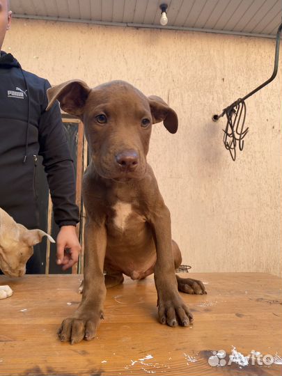 Щенки питбуля