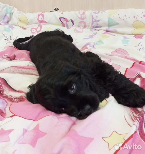 Щенок кокер спаниель