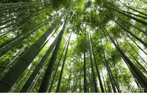 Бамбук филлостахис съедобный