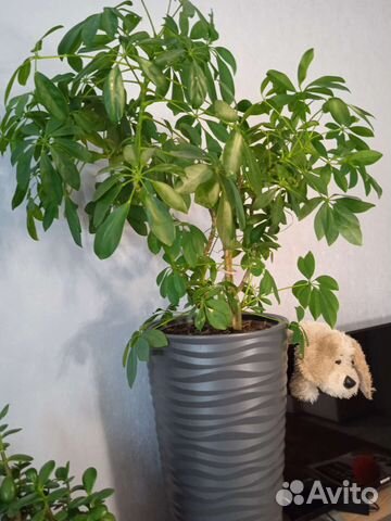 Комнатные цветы шефлера