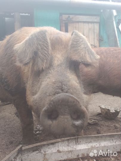 Хряк на племя