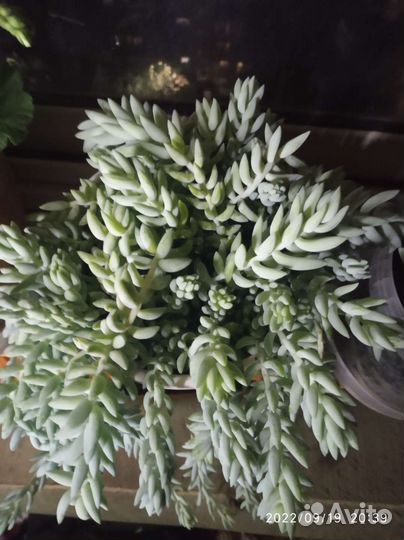 Седум Моргана, - или обмен,есть укорененые