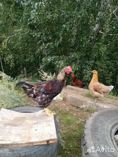 Молодые петушки, Шесть месяцев