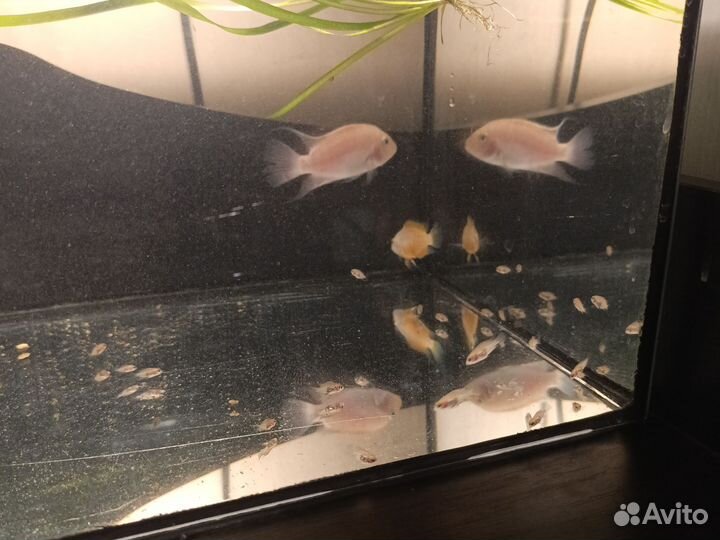 Аквариумные рыбки и аквариум