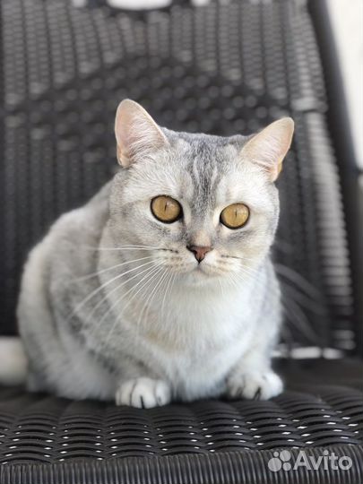 Кошка британская шиншилла