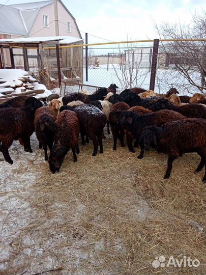 Овцы бараны