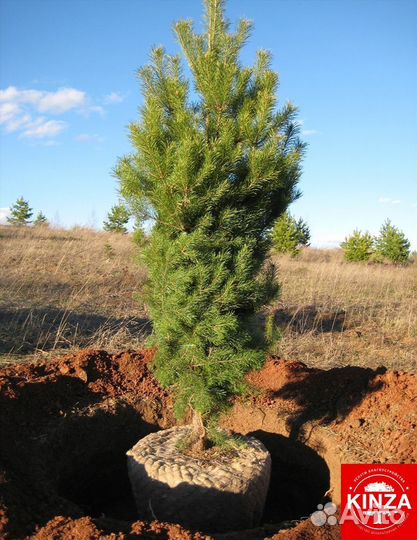 Сосна обыкновенная и другие растения