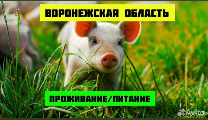 Скотник вахта Воронежск. обл