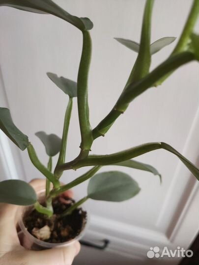 Филодендрон хастатум / сильвер квин