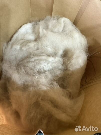 Подшерсток самоеда