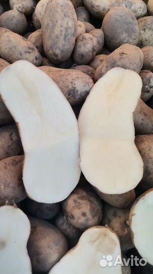 Продам картофель