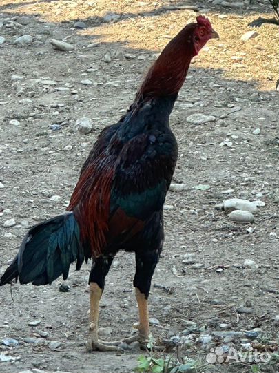 Бойцовые петухи