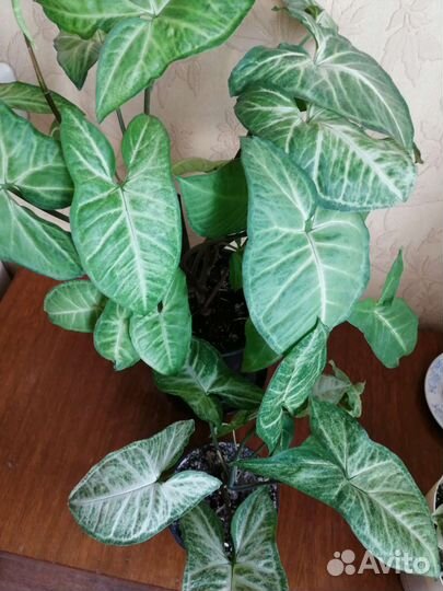 Сингониум и не только