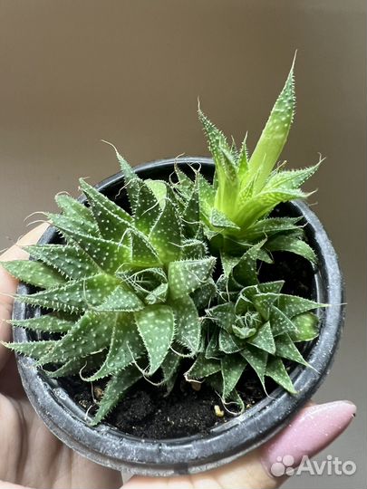 Алоэ аристата