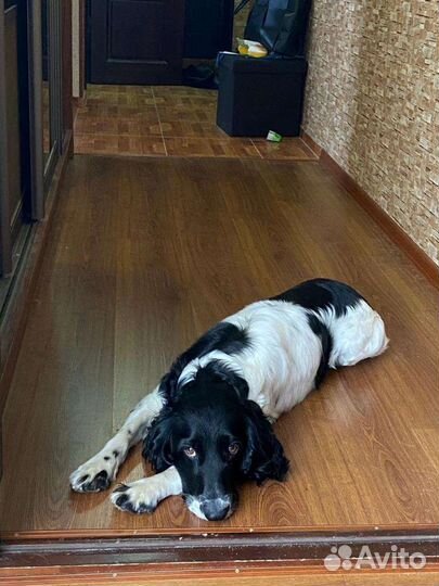 Русский охотничий спаниель