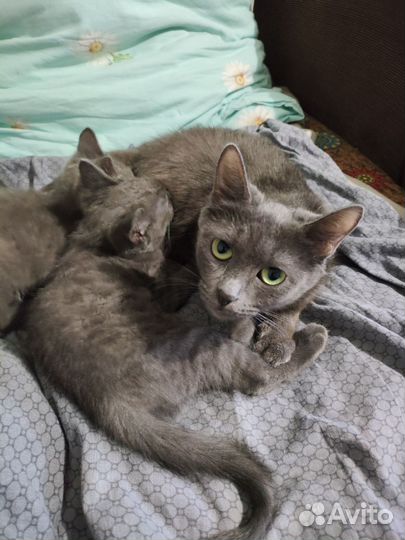 Кошечка в добрые руки