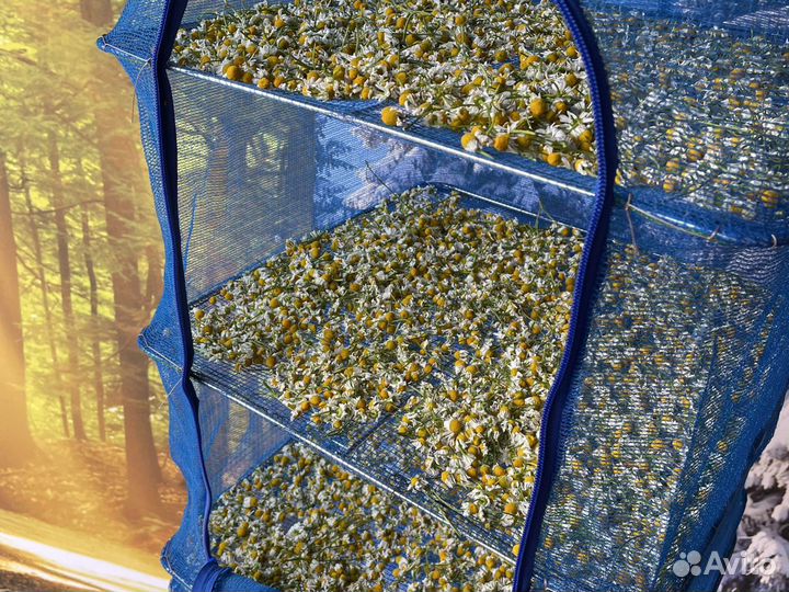 Ромашка сушёная, тысячелистник