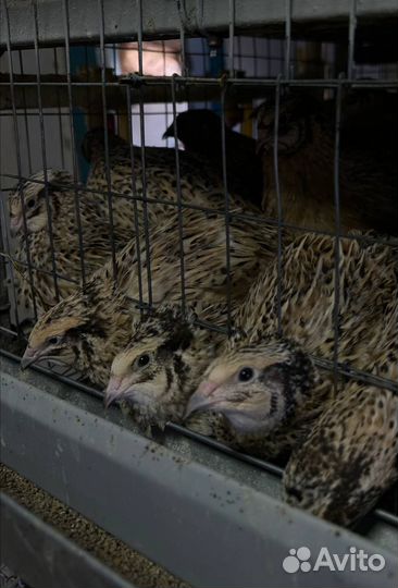 Суточные Перепелята