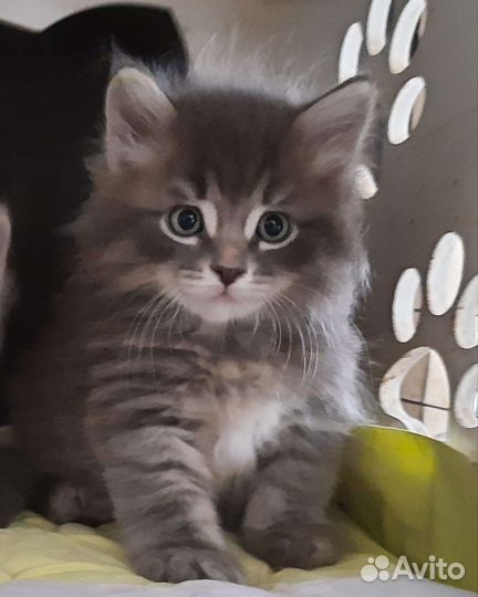 Сибирский котенок