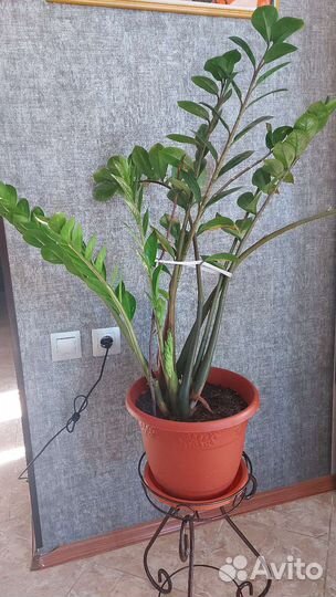 Замиокулькас