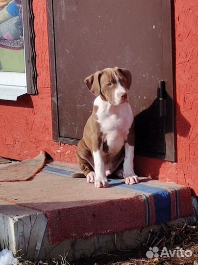 Американский питбультерьер щенки с документами
