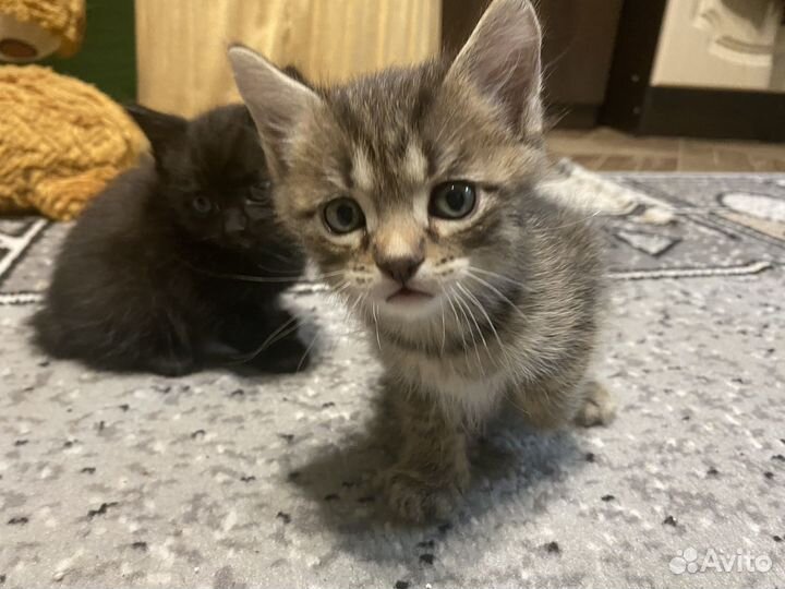 Котята помесь с бобтейлом